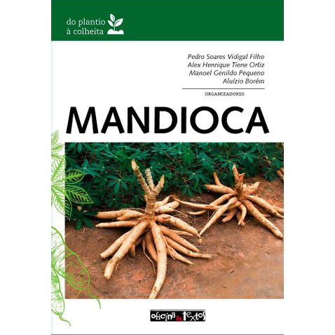 mandioca-plantio-colheita