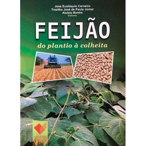 feijao-plantio-colheita