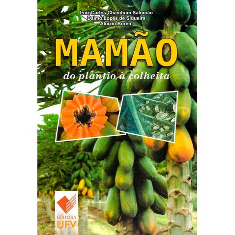 mamao-plantio-colheita