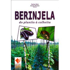berinjela-plantio-colheita