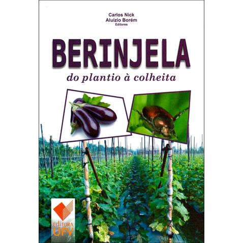 berinjela-plantio-colheita