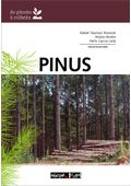 pinus-plantio-colheita