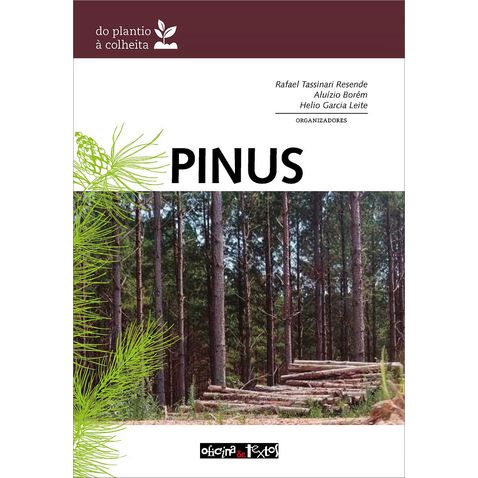 pinus-plantio-colheita