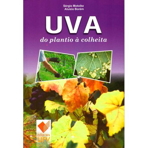 uva-plantio-colheita