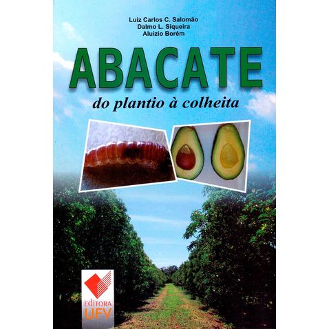 abacate-plantio-colheita