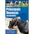 principais-doencas-bovinos