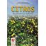 citrus-plantio-colheita
