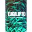 eucalipto-meio-ambiente